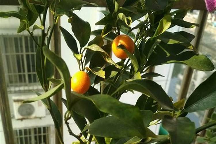 金桔盆栽如何施肥