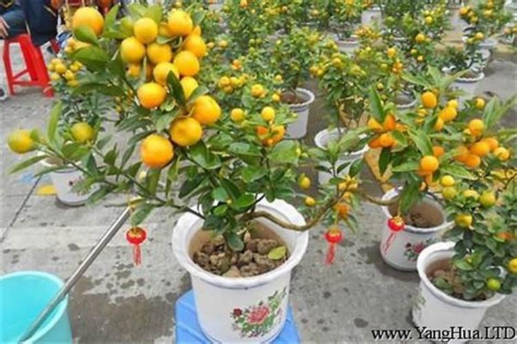 金桔什么时候施肥