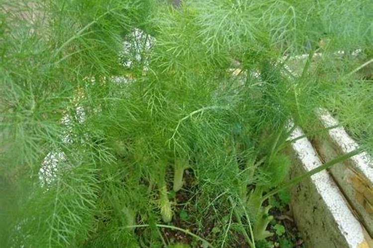 茴香盆种植方法