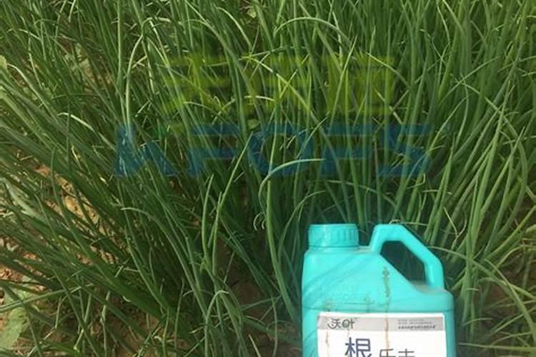 香葱头怎么种植方法