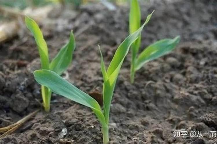 种植山药要使用什么肥