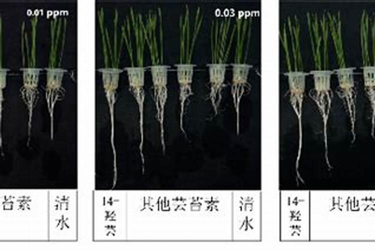 芸苔素种类繁多哪种芸苔素效果最好？芸苔素有哪些作用？