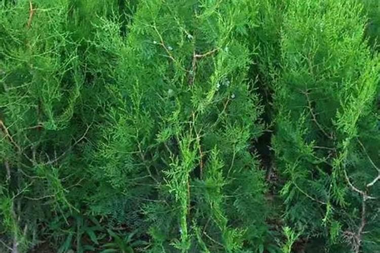 螺丝椒的种植技术