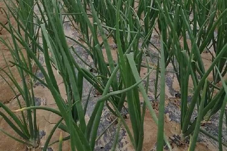 盆栽菠萝如何施肥