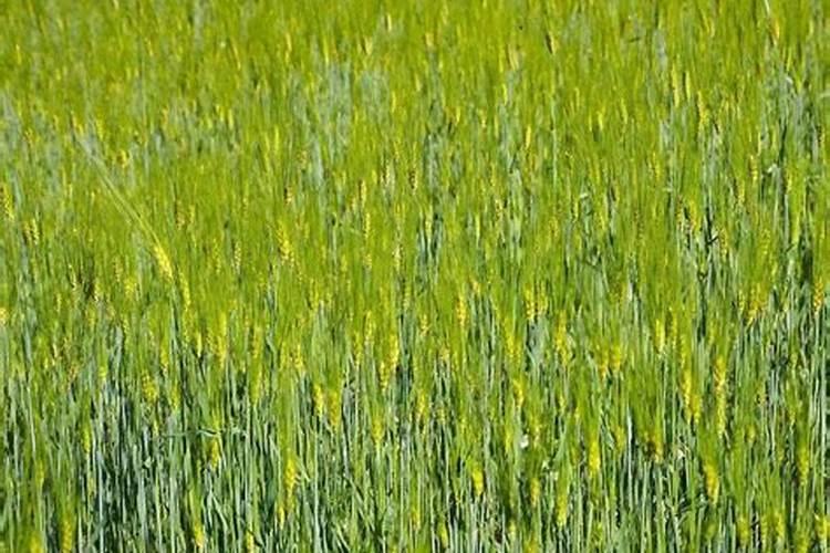 小麦追肥尿素和钾肥的比例