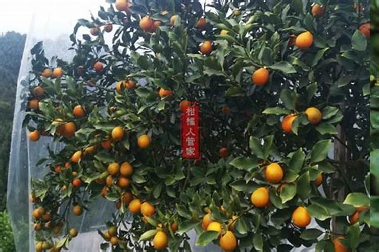 要让脆蜜金桔果皮变软该打哪种药