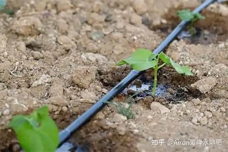 茄子适合哪些肥料？种植户注意了