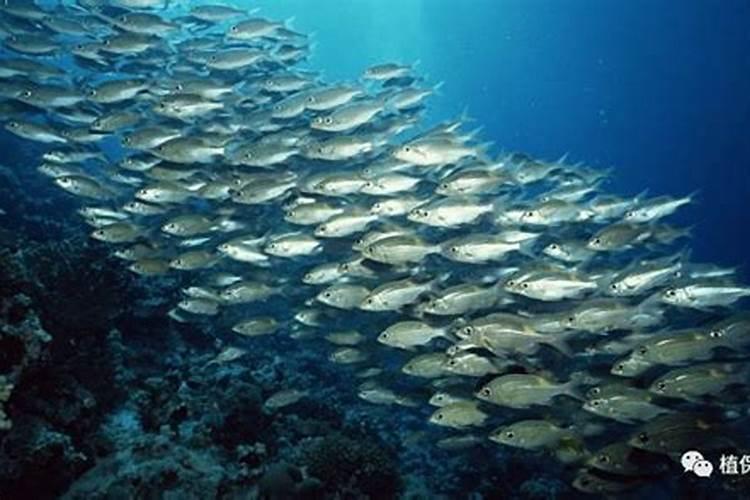 鱼蛋白类肥料你选对了吗？