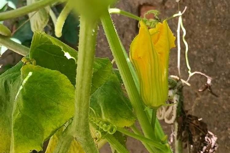 如何促使南瓜开花