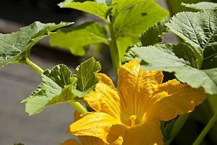 种南瓜用什么肥料又大又甜