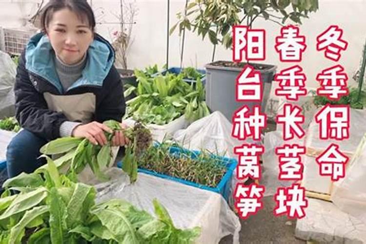 呙笋用什么作叶面肥最好效果最快