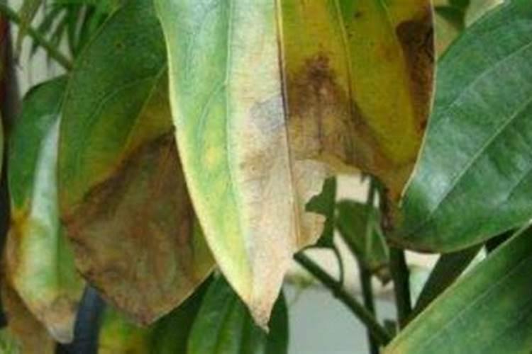 平安树叶子发黄掉落补救办法