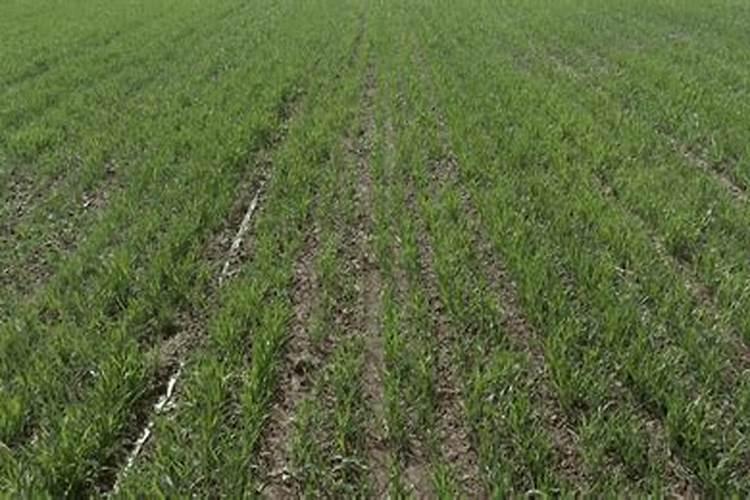 复合肥能直接撒吗