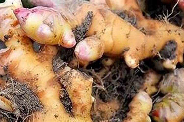 生姜种植用阿司匹林生根,到底可不可行？