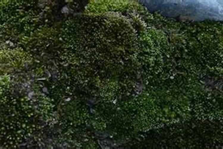 水草泥能养花吗 苔藓、生石灰、咖啡渣可以做肥料吗