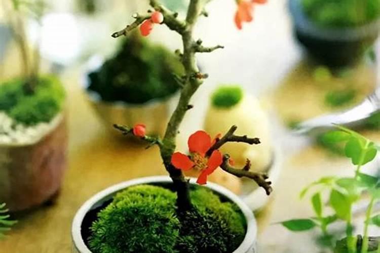 水草泥能养花吗 苔藓、生石灰、咖啡渣可以做肥料吗