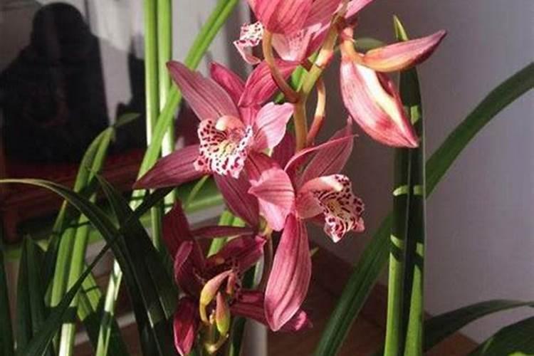 兰花冒出花箭和新芽需要怎么养护