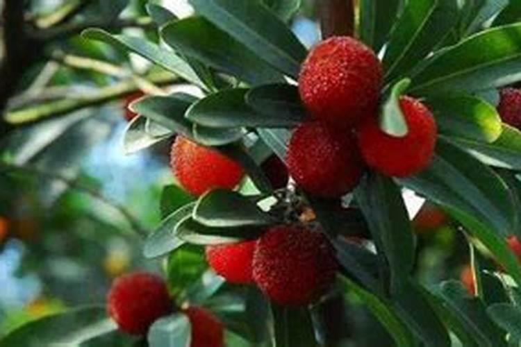 杨梅树不间断的掉叶与干枯该如何施救