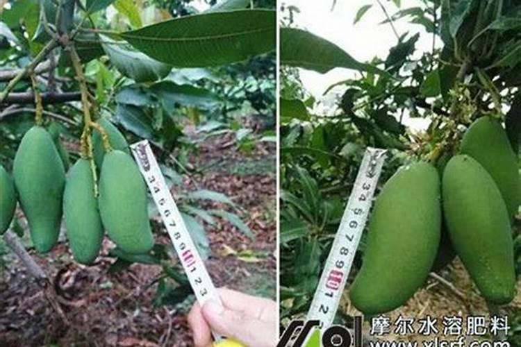 芒果施什么肥料有利于生长？芒果怎么施肥