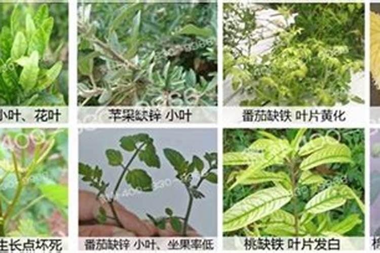 盐碱地一般缺什么肥料