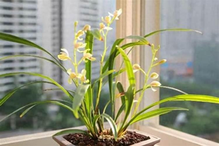 兰花已经受到含氯肥害怎么办？