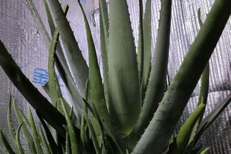 芦荟最爱三种肥料