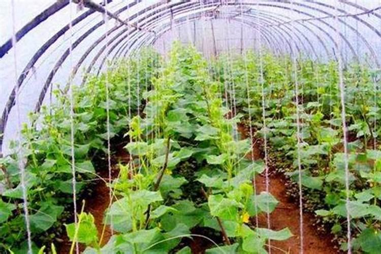 蔬菜施用锌肥一亩用多少,需要注意什么