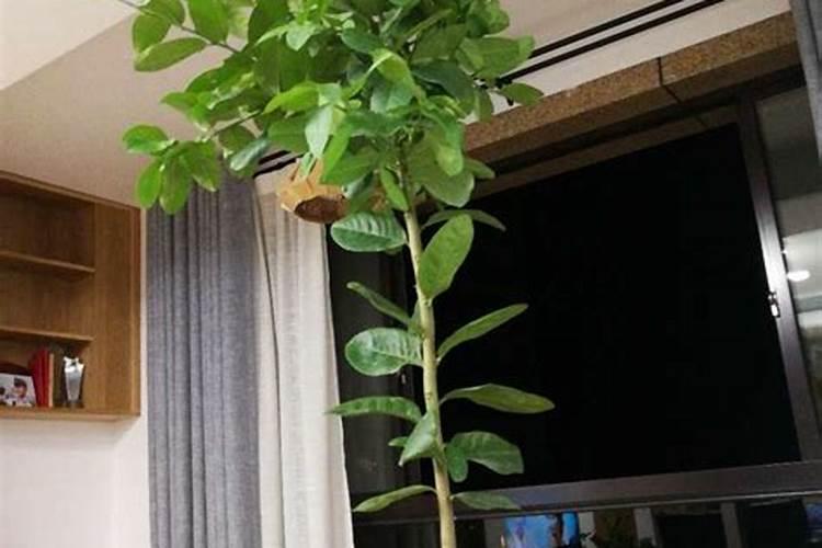 我想问问柠檬树喜欢什么肥料？叫什么名字我好买、谢谢