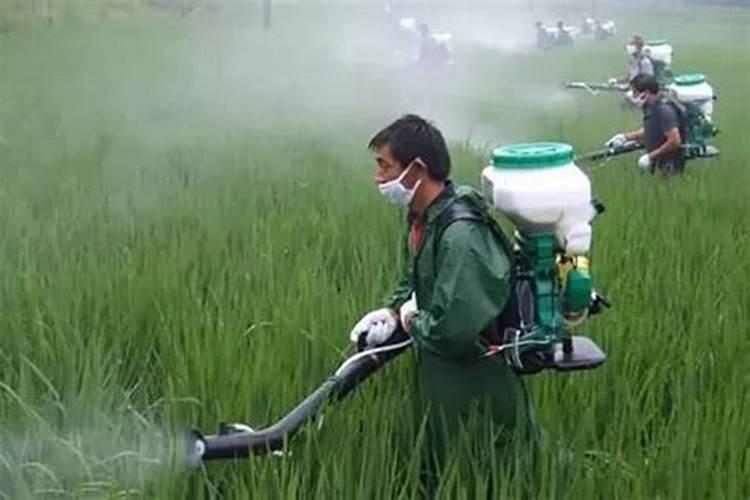 氮肥过多对水稻有什么危害 后期施的氮肥过多怎么处理