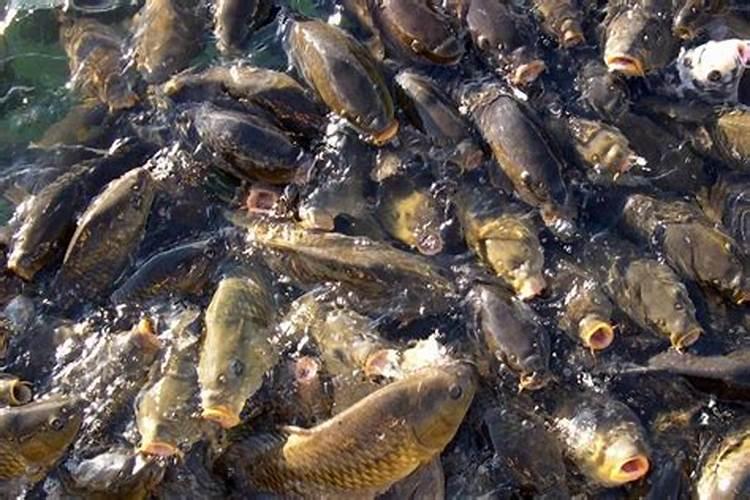 水解鱼蛋白粉是诱食剂吗