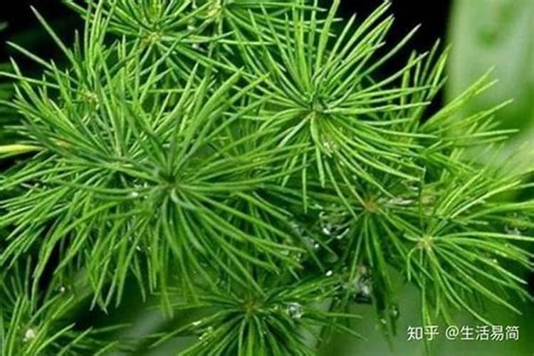 蓬莱松如何施肥