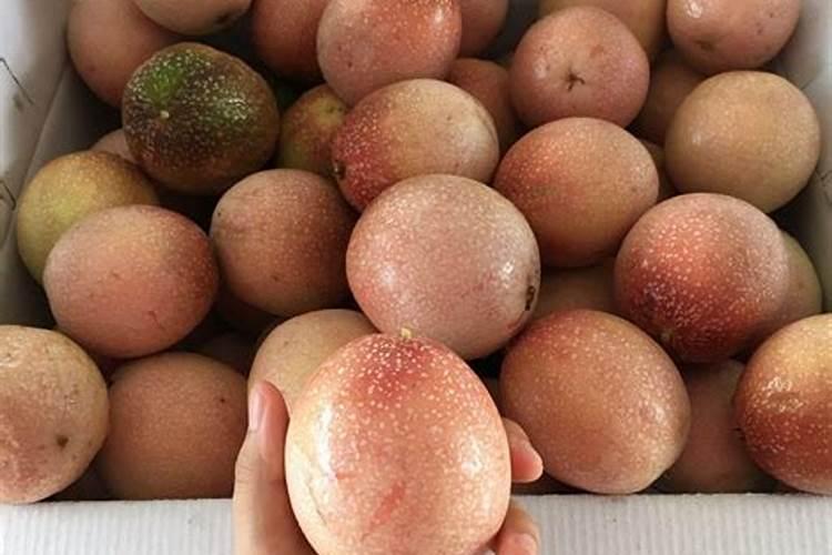 百香果挂果期施什么肥