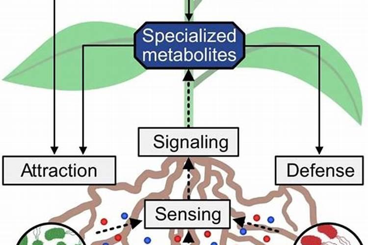 氨基酸水溶肥配方,怎么用