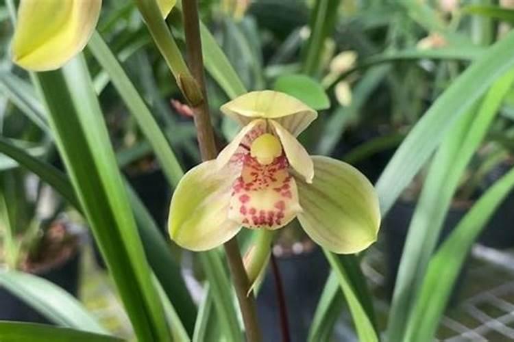 磷酸二氢钾使用方法兰花