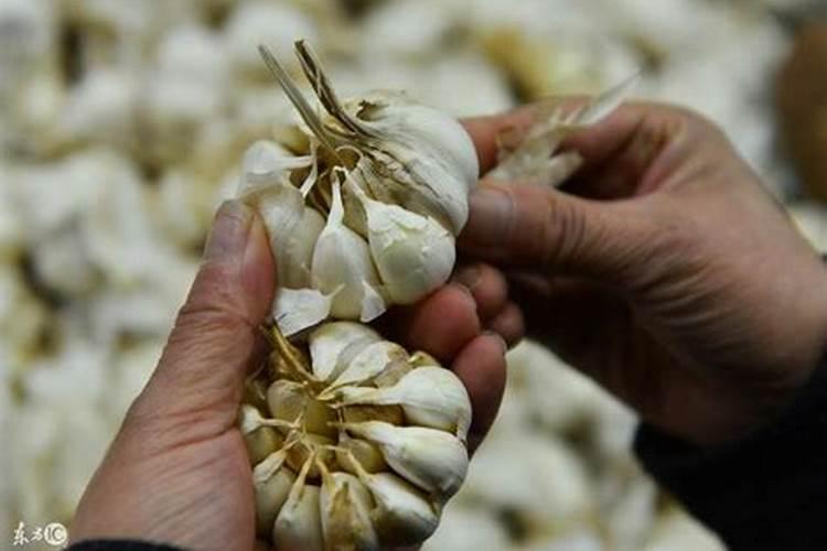 大蒜叶子发黄怎么办