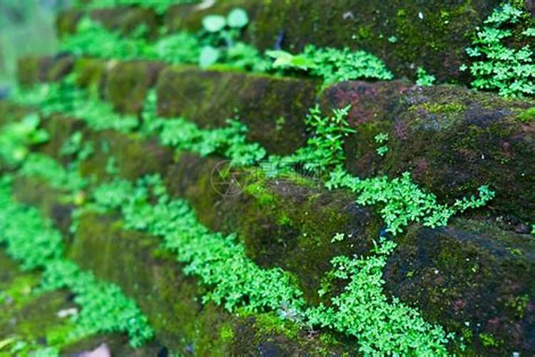 消灭青苔的方法