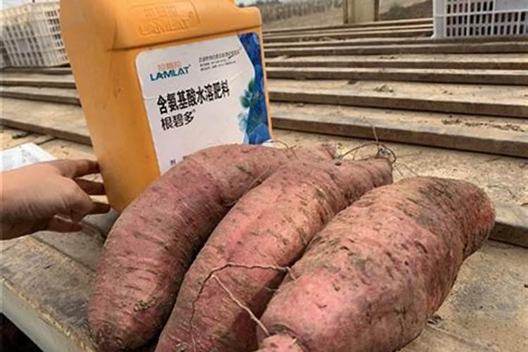 大棚红薯追肥用什么肥料好？用什么化肥产量高？用哪种水溶能能增产？