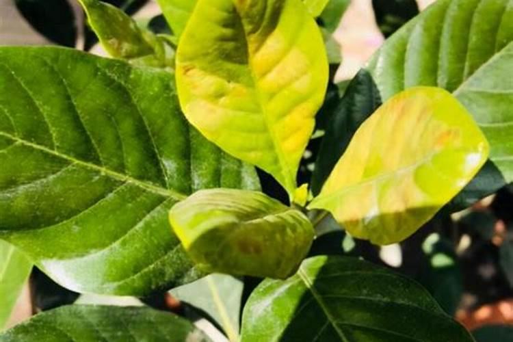 植物缺肥症状及对应的花肥沤制方法:薄肥淡施