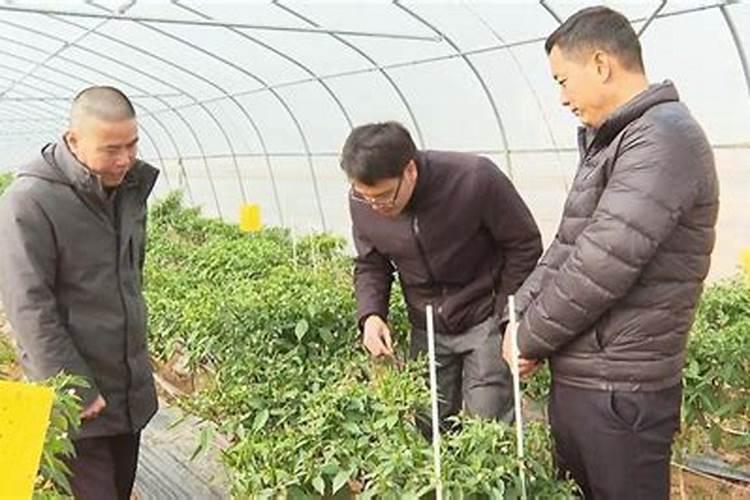 辣椒用什么叶面肥