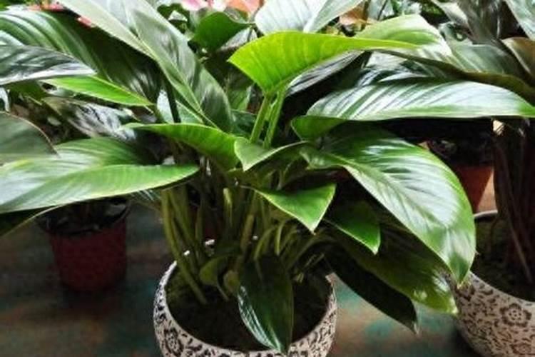 复硝酚钠不能和氮肥