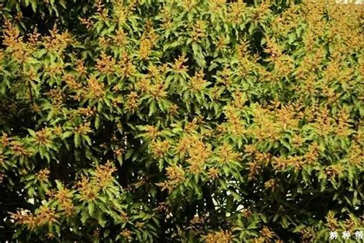 果树结果期用哪种水溶肥效果好？果树膨大期施肥怎么施？