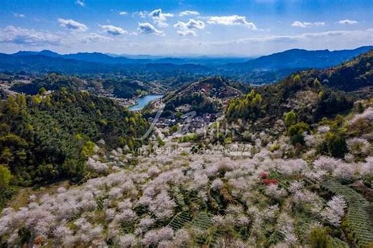 樱花树可以用果树肥料吗？