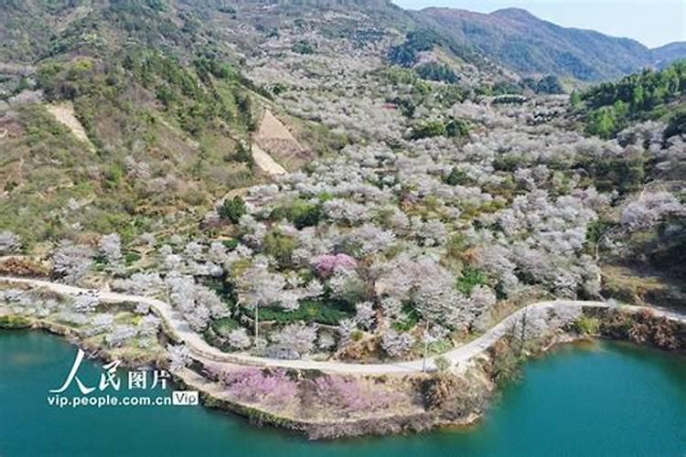 樱花专用肥还能用于哪些花卉？