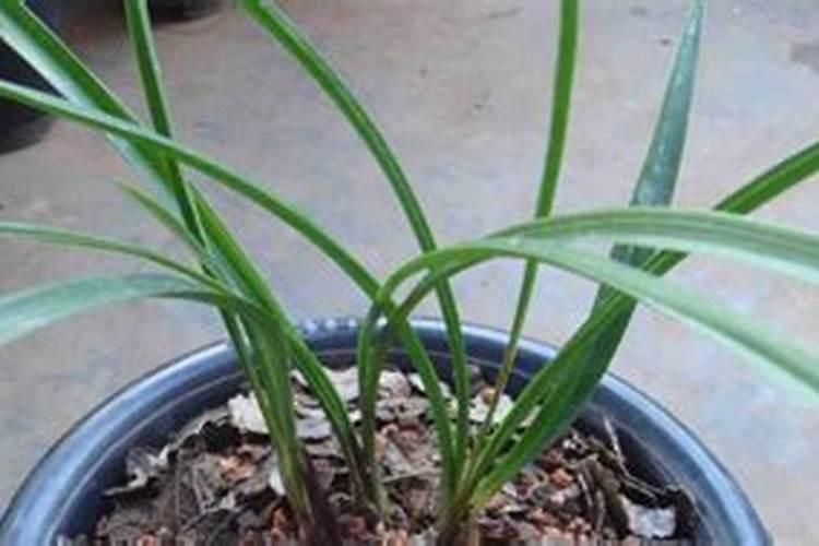 兰花灌根杀虫和杀菌后第几天浇水好？