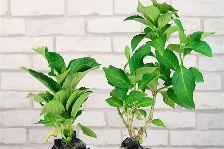 绣球为什么老是蔫叶子