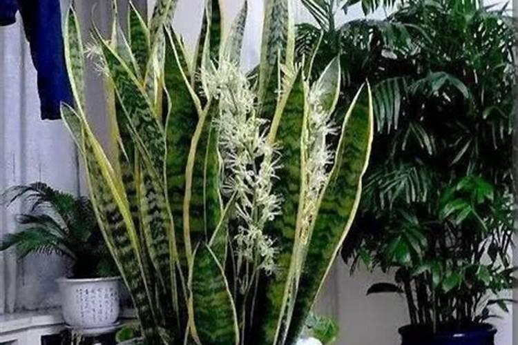 虎皮兰需要施肥吗