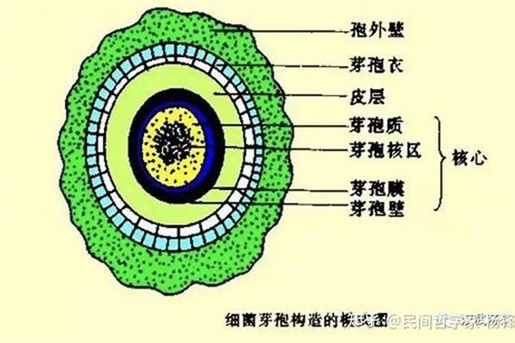 芸豆什么时候打磷酸二氢钾