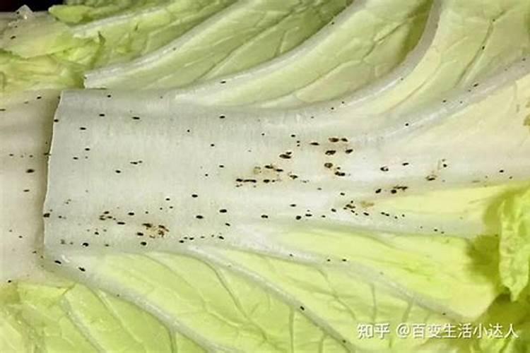 白菜帮有黑斑咋回事儿