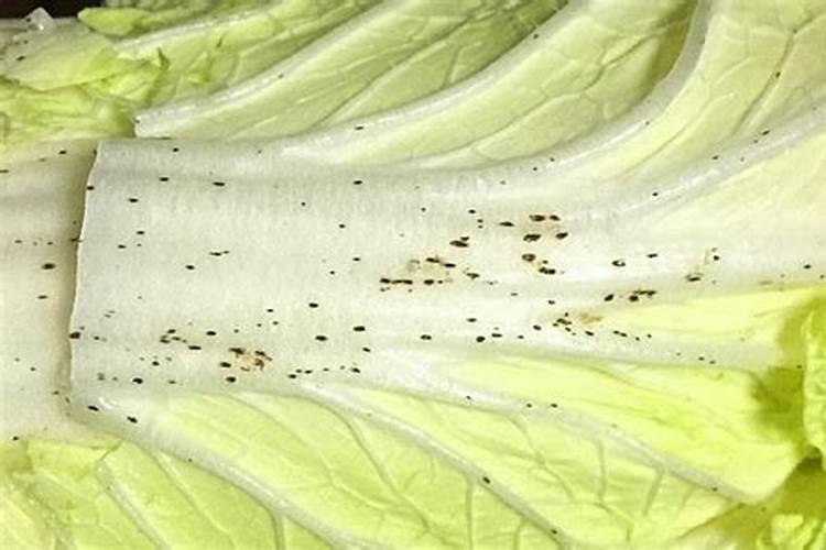 白菜上有斑点是怎么回事
