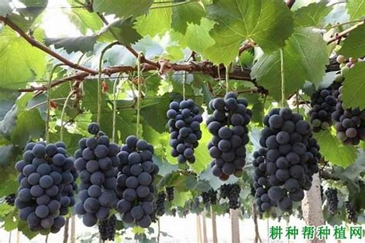 葡萄花前几天喷硼肥